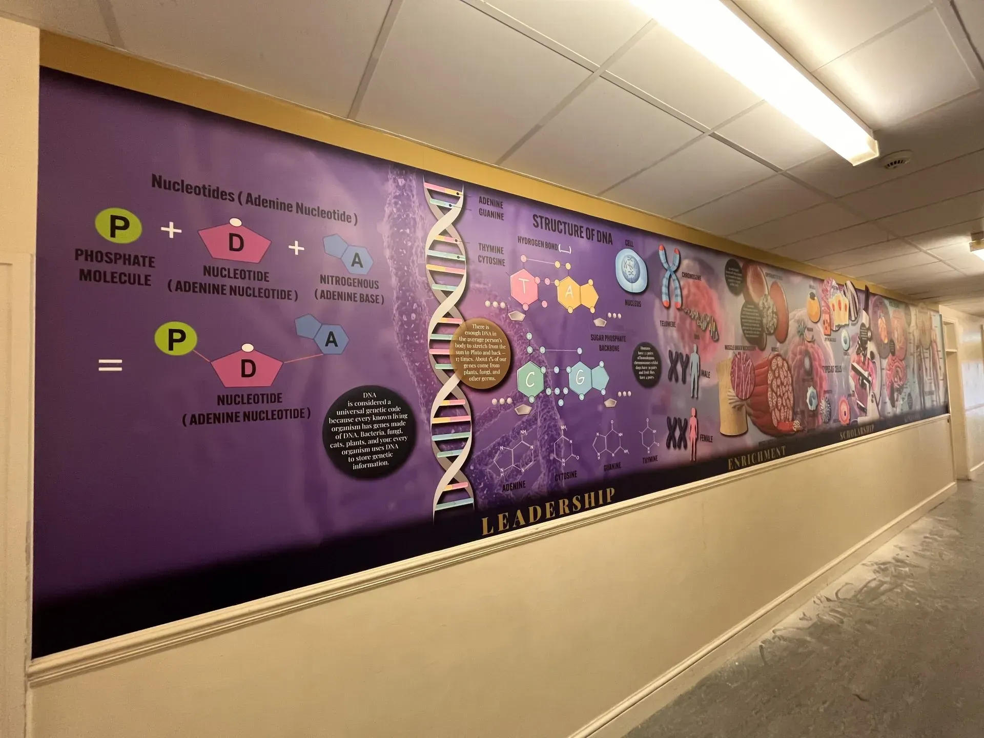 Science Wall Graphics