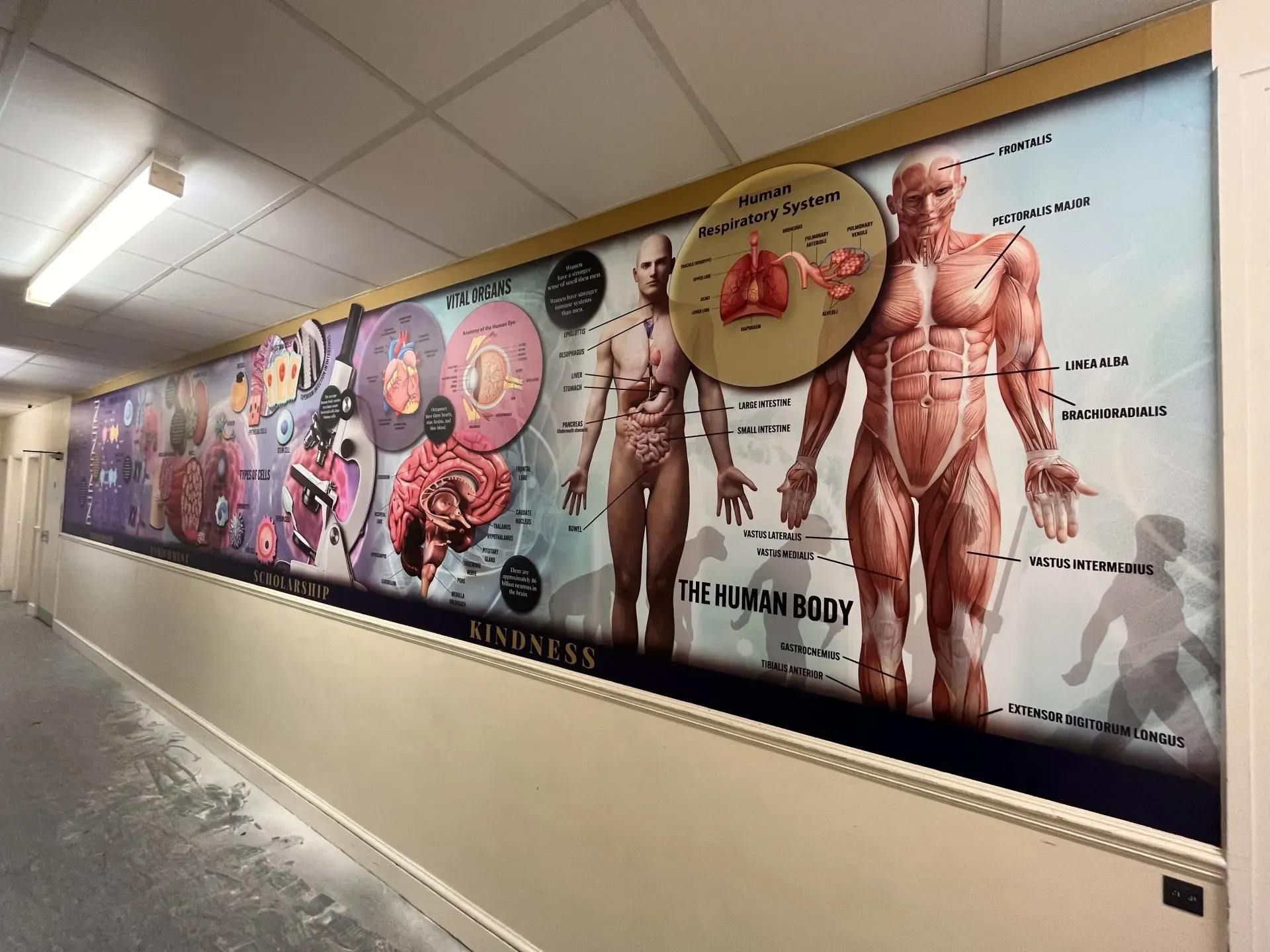 Science Wall Graphics