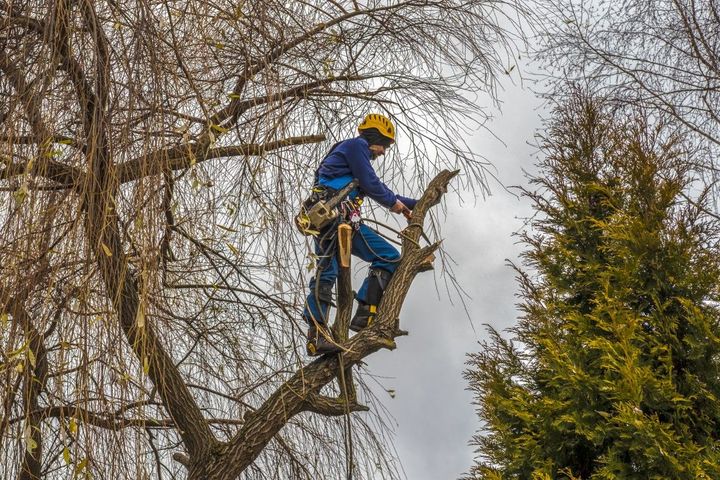 A man is cutting a tree branch with a chainsaw.