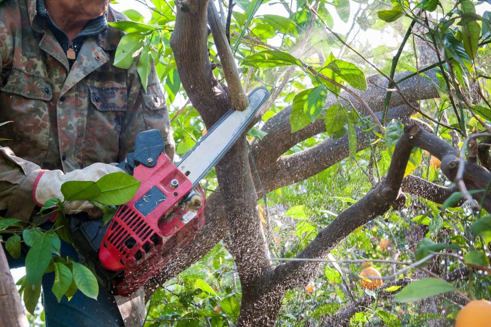 A man is cutting a tree with a chainsaw.