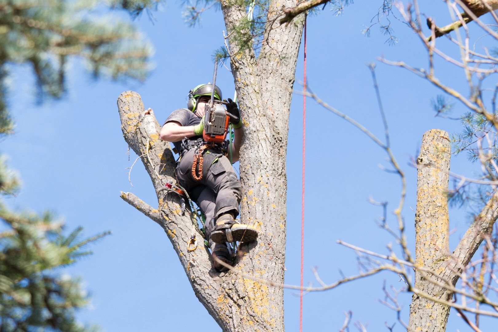 A man is climbing a tree with a chainsaw.