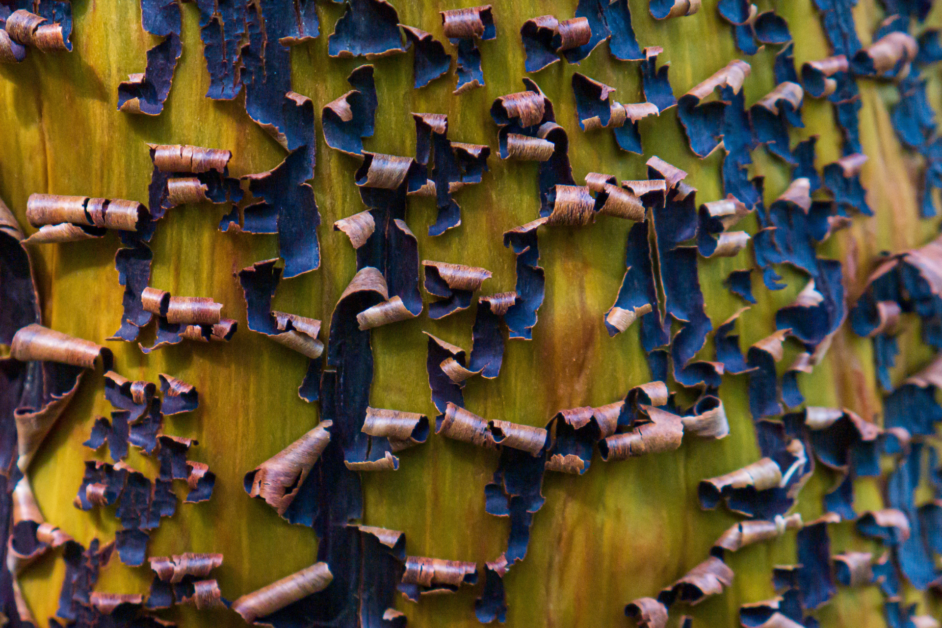 tree bark