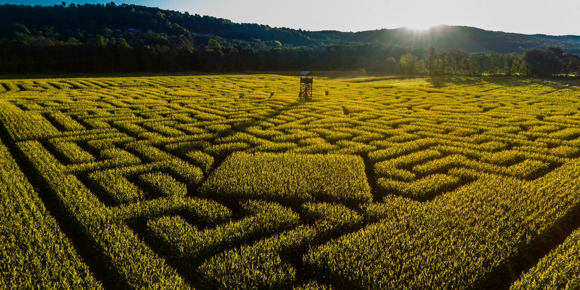 An aerial view of a maze in a field of yellow flowers.