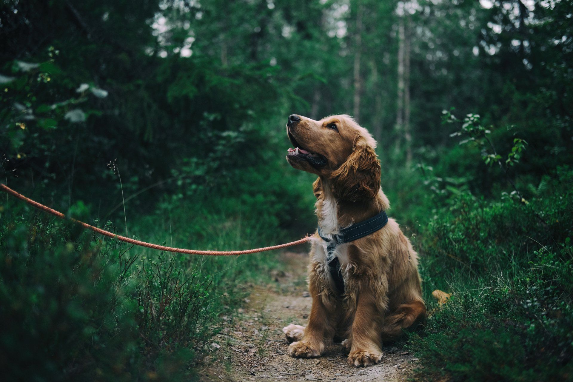 A cocker spaniel puppy is sitting on a leash in the woods.