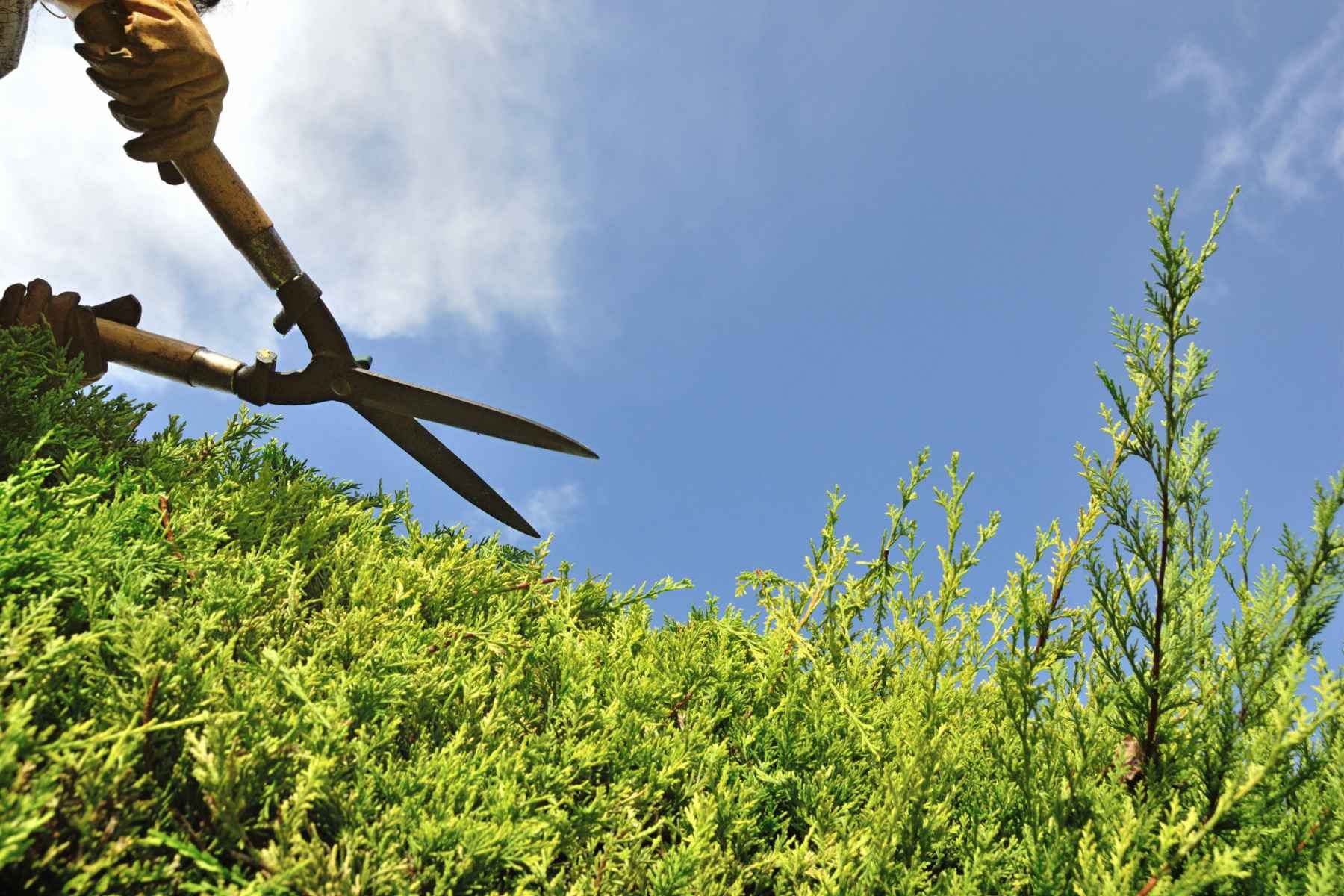 hedge trimming services