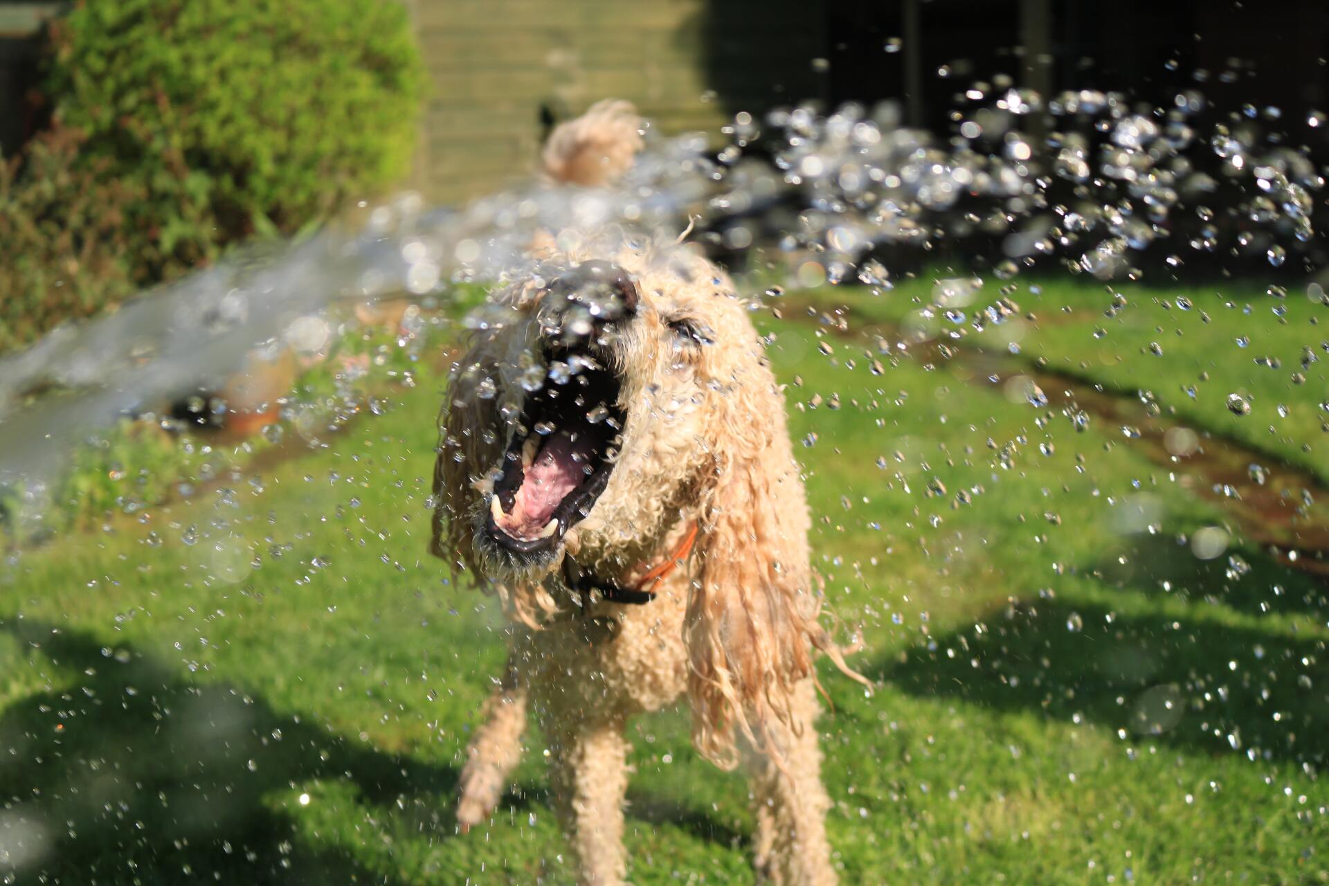 how to handle landscaping with dogs orleans ON