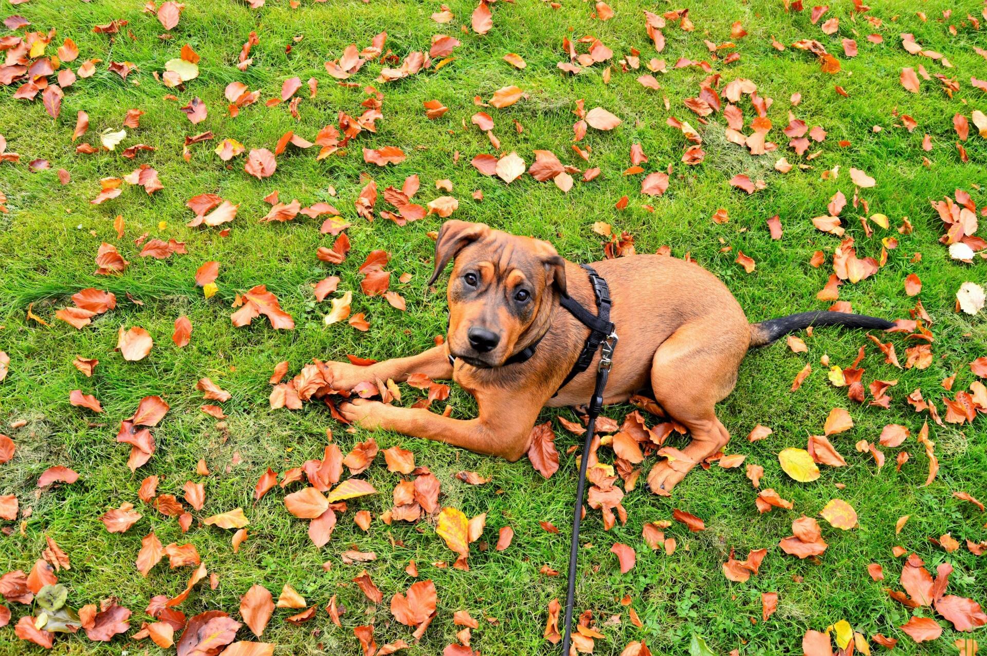 landscaping when you have dogs orleans ON