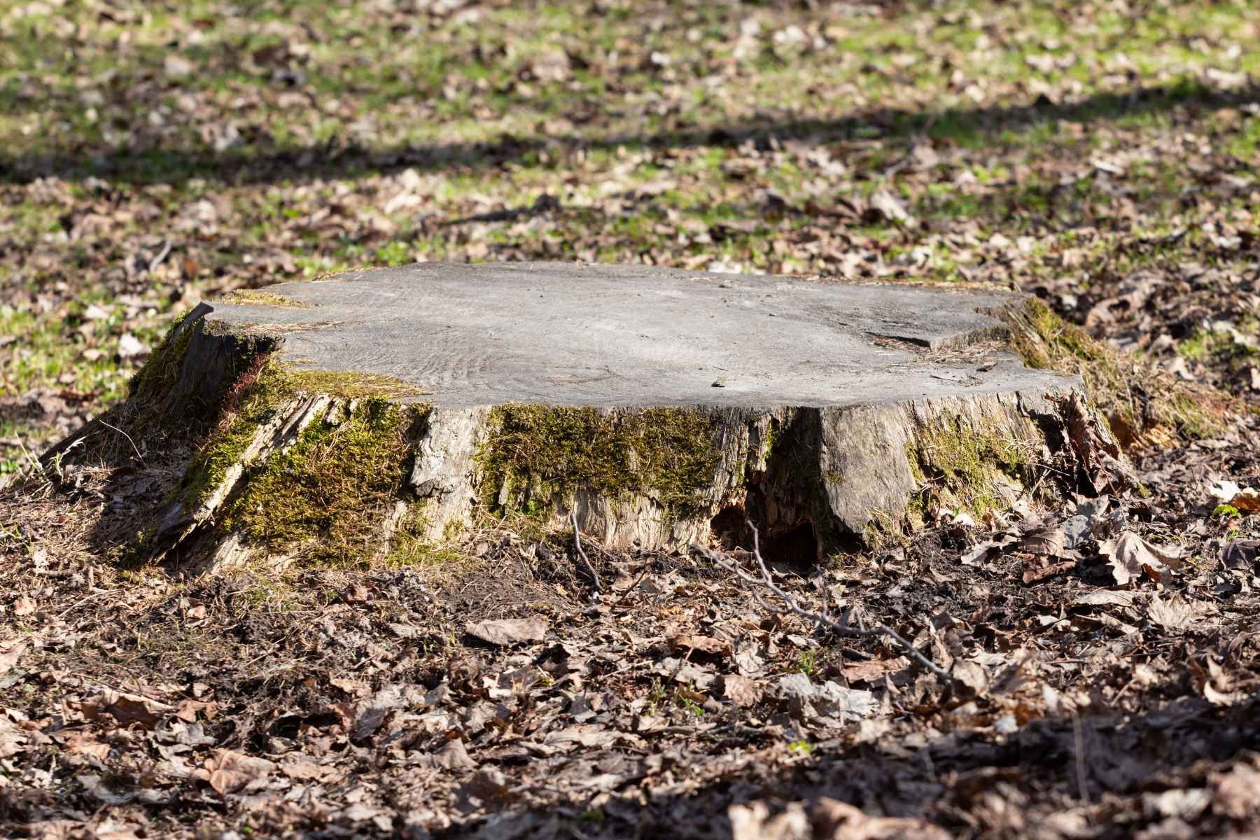 stump removal Orleans