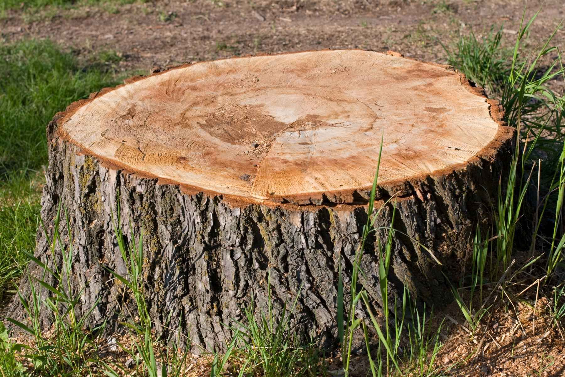 stump removal