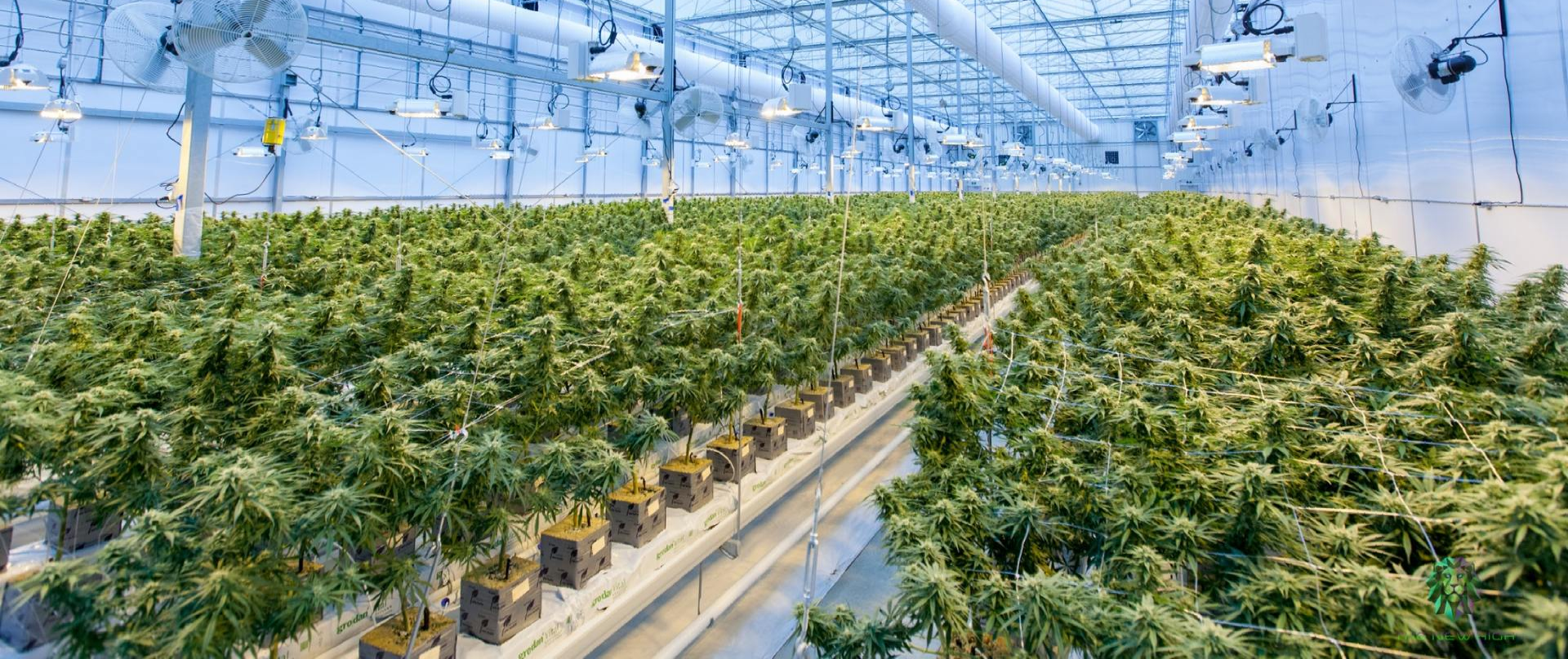 Interior view of a greenhouse filled with rows of green plants, likely cannabis, under bright lights.