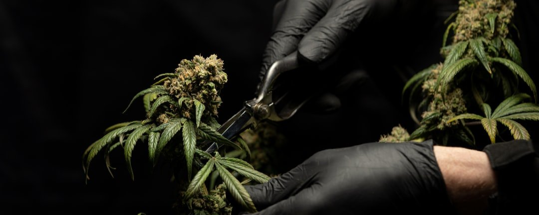 Hands wearing black gloves trimming cannabis buds with scissors. Dark background.
