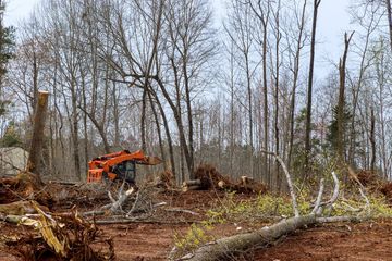 Orange excavator clearing trees in a wooded area with exposed roots and felled timber.
