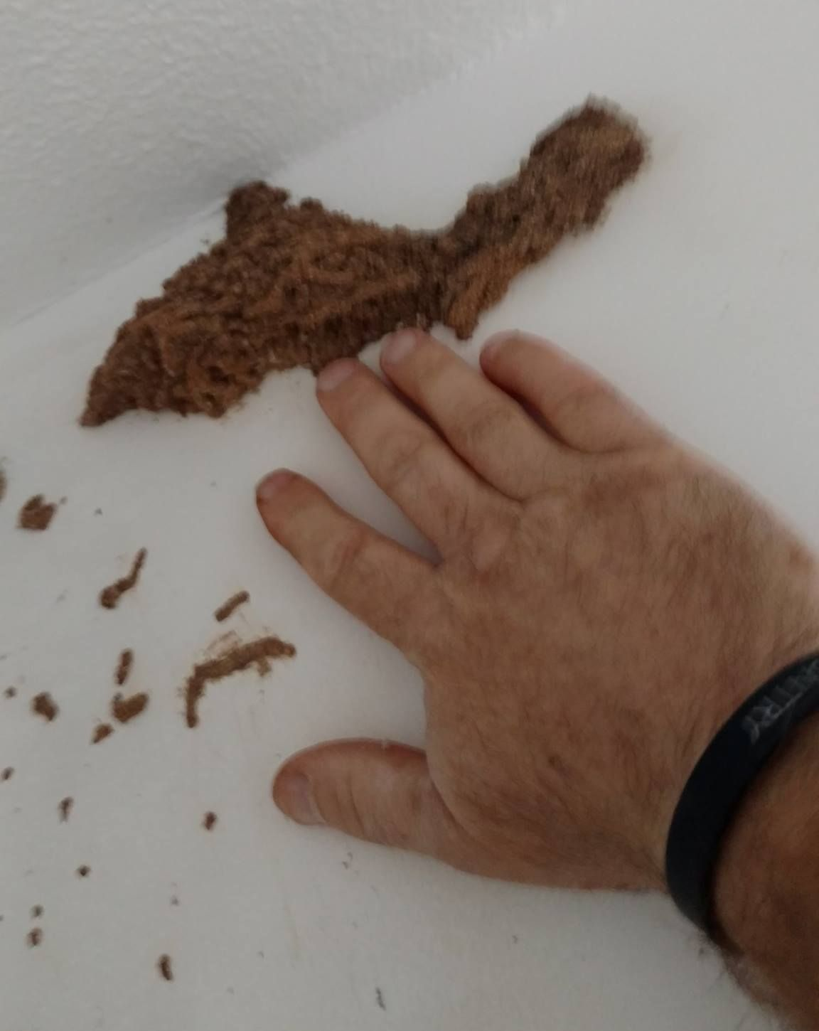 Hand beside a brown, crumbly stain or debris on a white wall or ceiling.