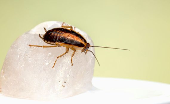 Brown cockroach on a translucent ice cube against a pale yellow background