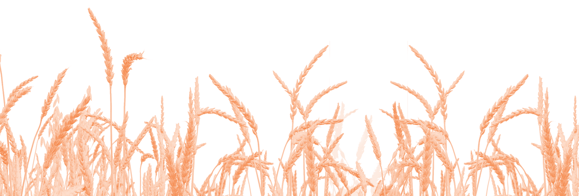 Orange wheat stalks waving against a white background