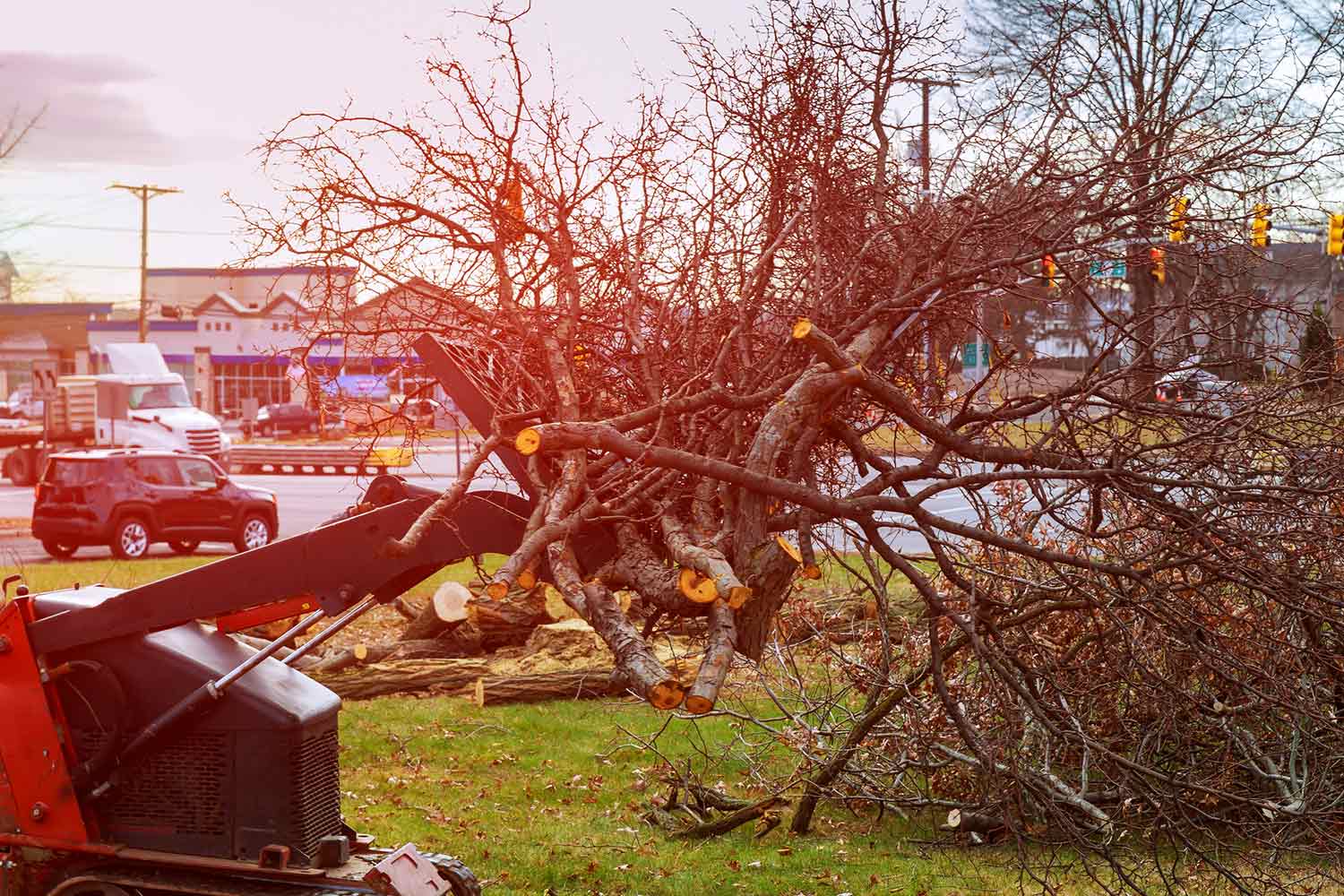 Storm Damage Tree Removal — Westminster, SC — Economy Tree Service