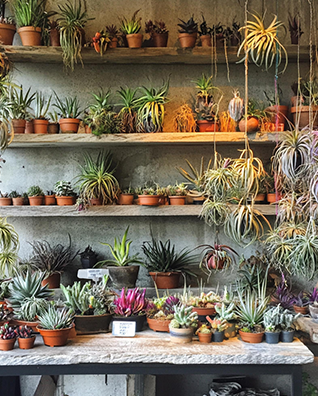 Shelves of assorted potted succulents and air plants in a plant shop or greenhouse