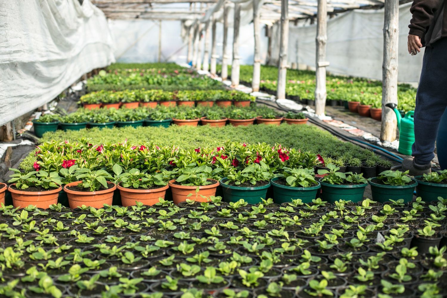 Rows of colorful potted plants in a greenhouse under white shade netting