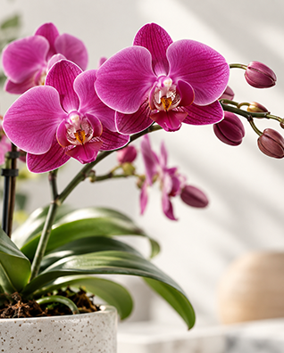Pink orchids in a white pot with green leaves on a table, softly lit indoors