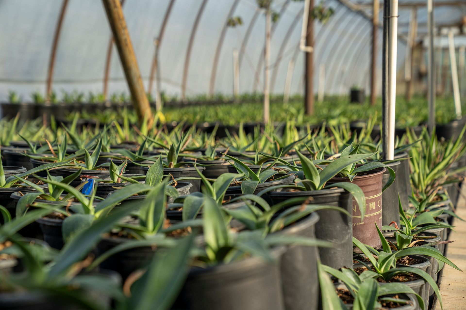 Rows of young green plants growing in a greenhouse under arched plastic covering