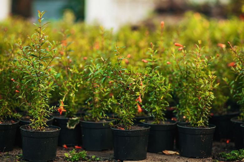 Rows of small potted shrubs with green leaves and red tips in a nursery greenhouse