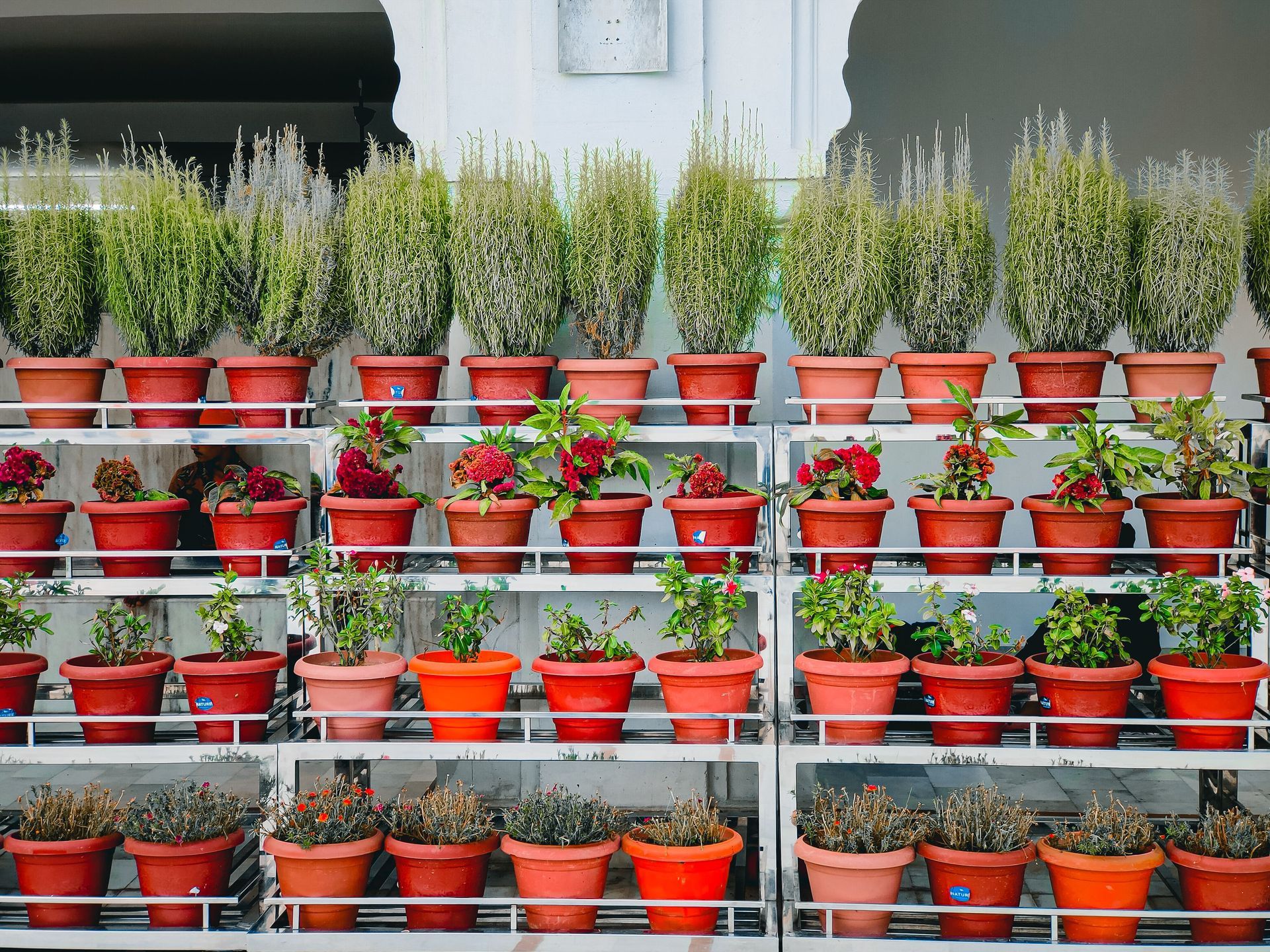 Rows of red pots with green potted plants on tiered shelves against a wall.