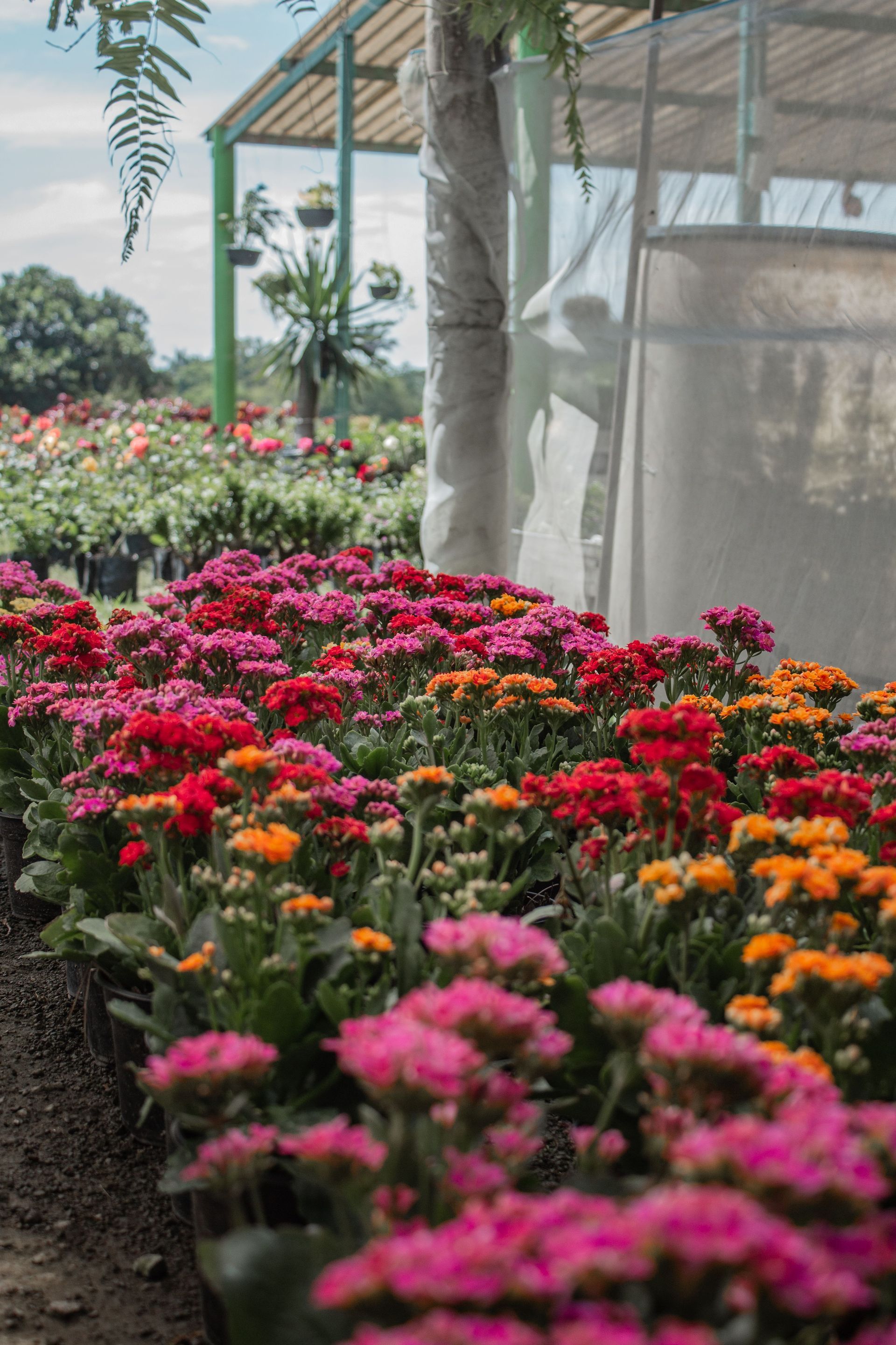 Colorful flower beds beside a greenhouse walkway with hanging plants and palm trees