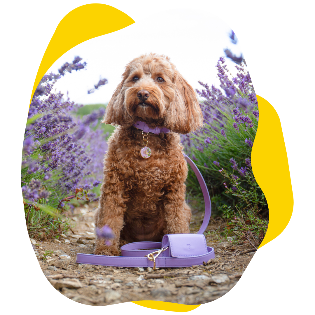 Brown dog wearing a purple collar and leash, sitting in a field of lavender.