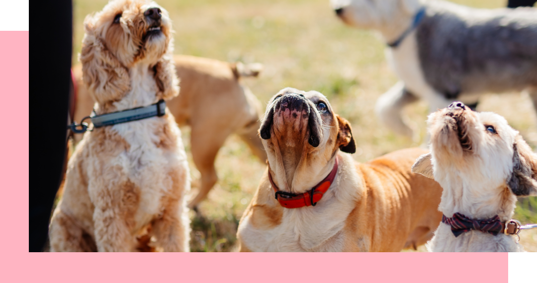 Several dogs looking upward, one is mid-bark, in a grassy outdoor setting.