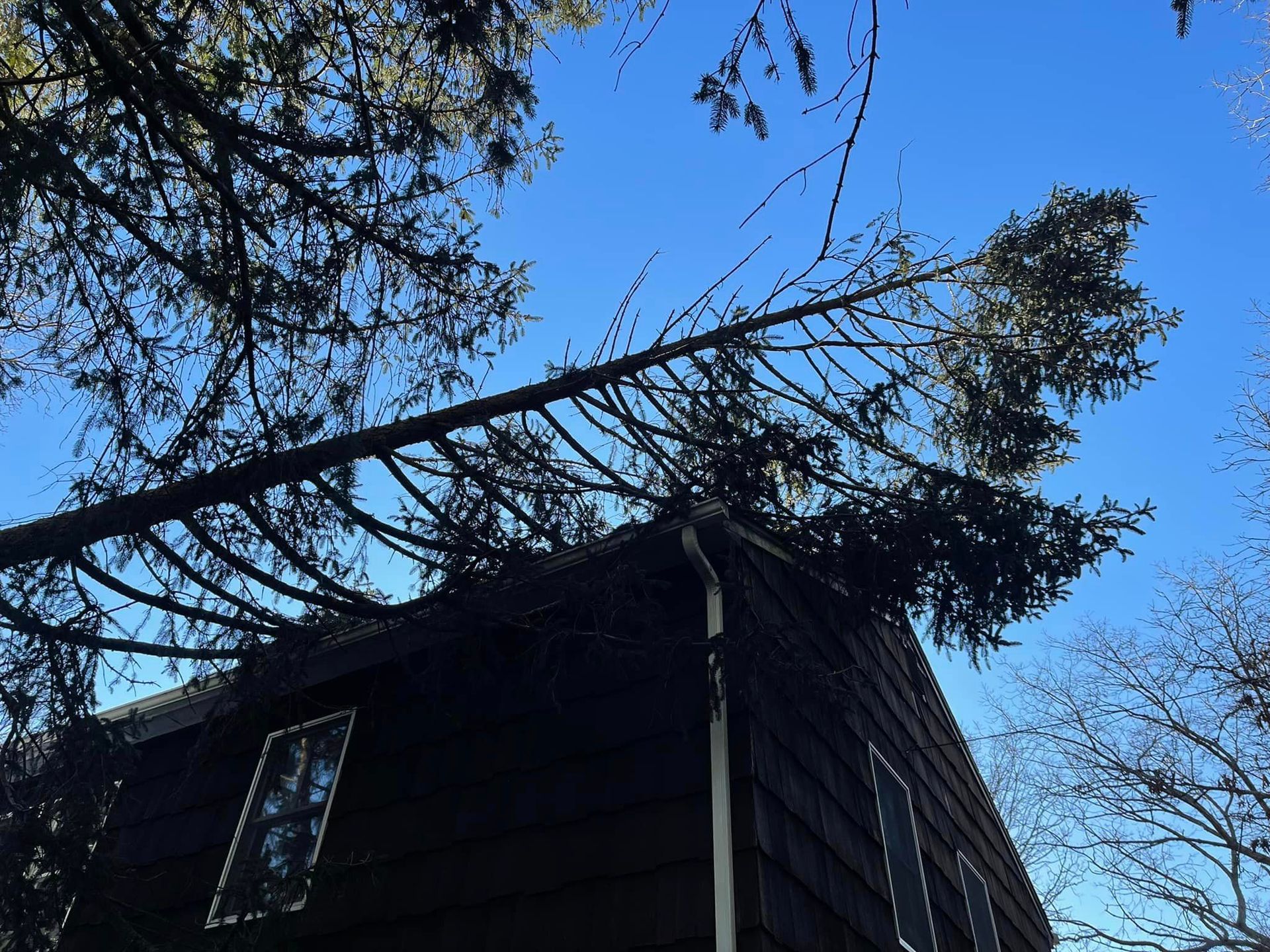 Suffolk Tree Work LI Top Rated Tree Service Suffolk County, New York