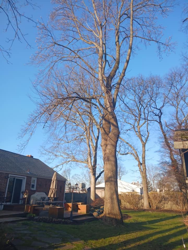 Suffolk Tree Work LI Top Rated Tree Service Suffolk County, New York