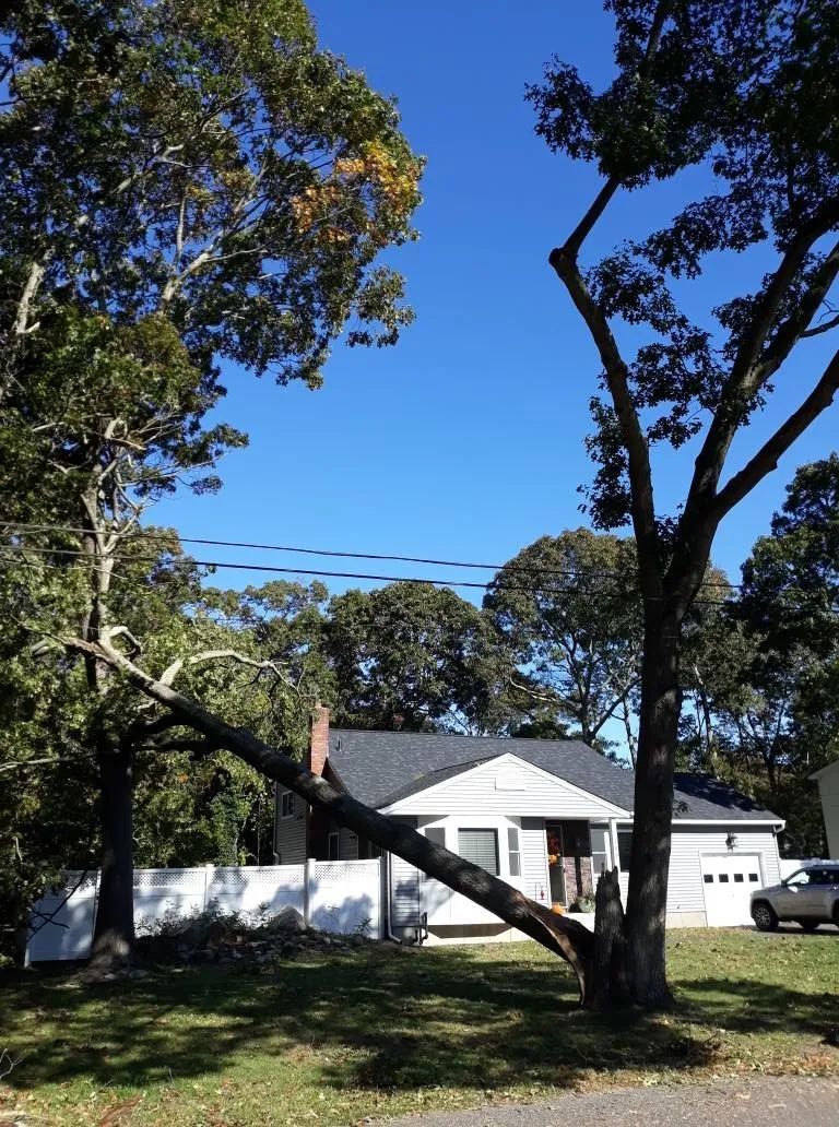 House with white facade and dark roof, obscured by trees. Bright blue sky.