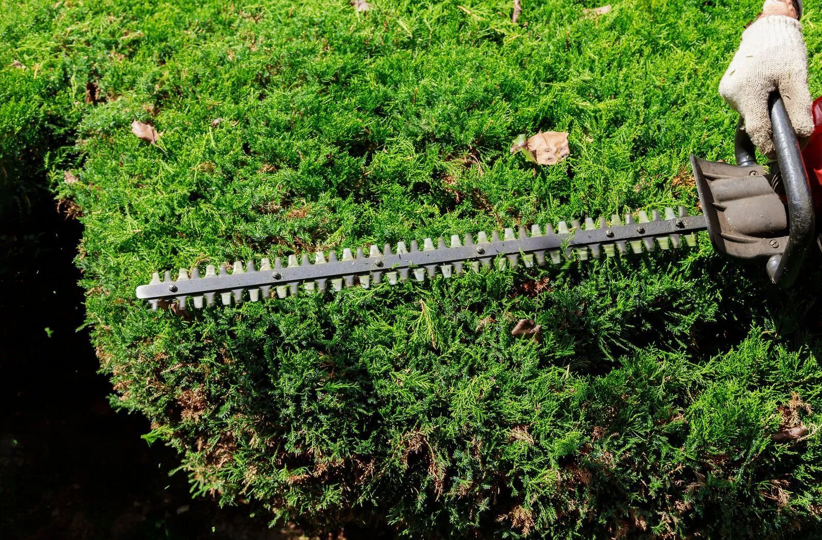 Person trimming a green hedge with electric hedge trimmers