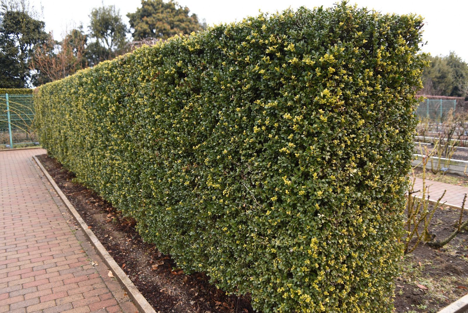 Tall trimmed green hedge along a brick walkway in a garden area
