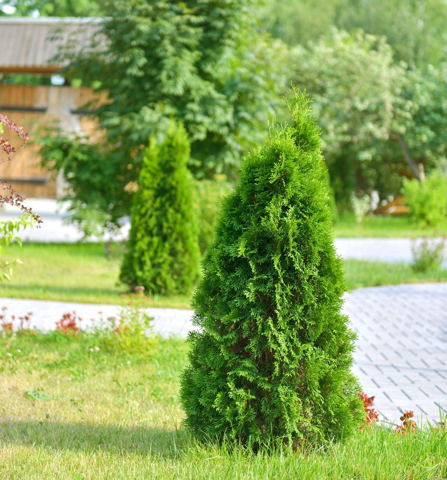 Three conical evergreen shrubs in a green garden beside a paved path