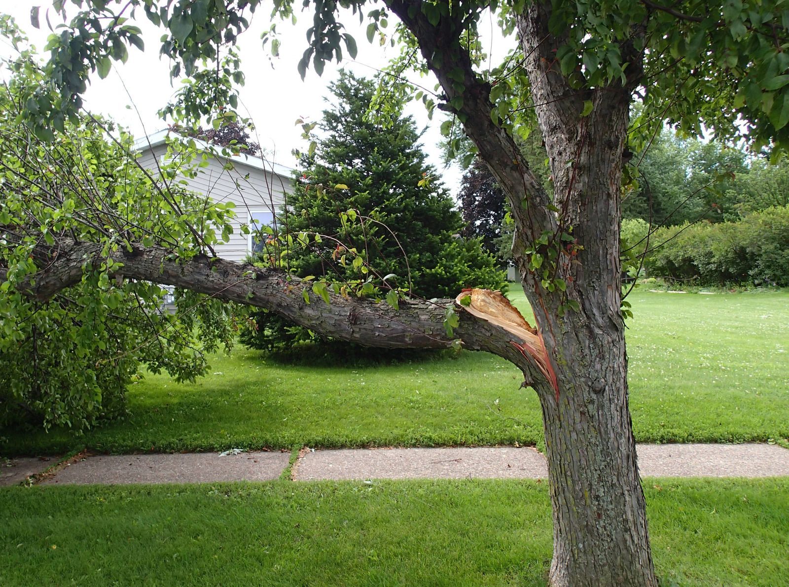 Storm-damaged tree split and fallen across a grassy yard near a sidewalk