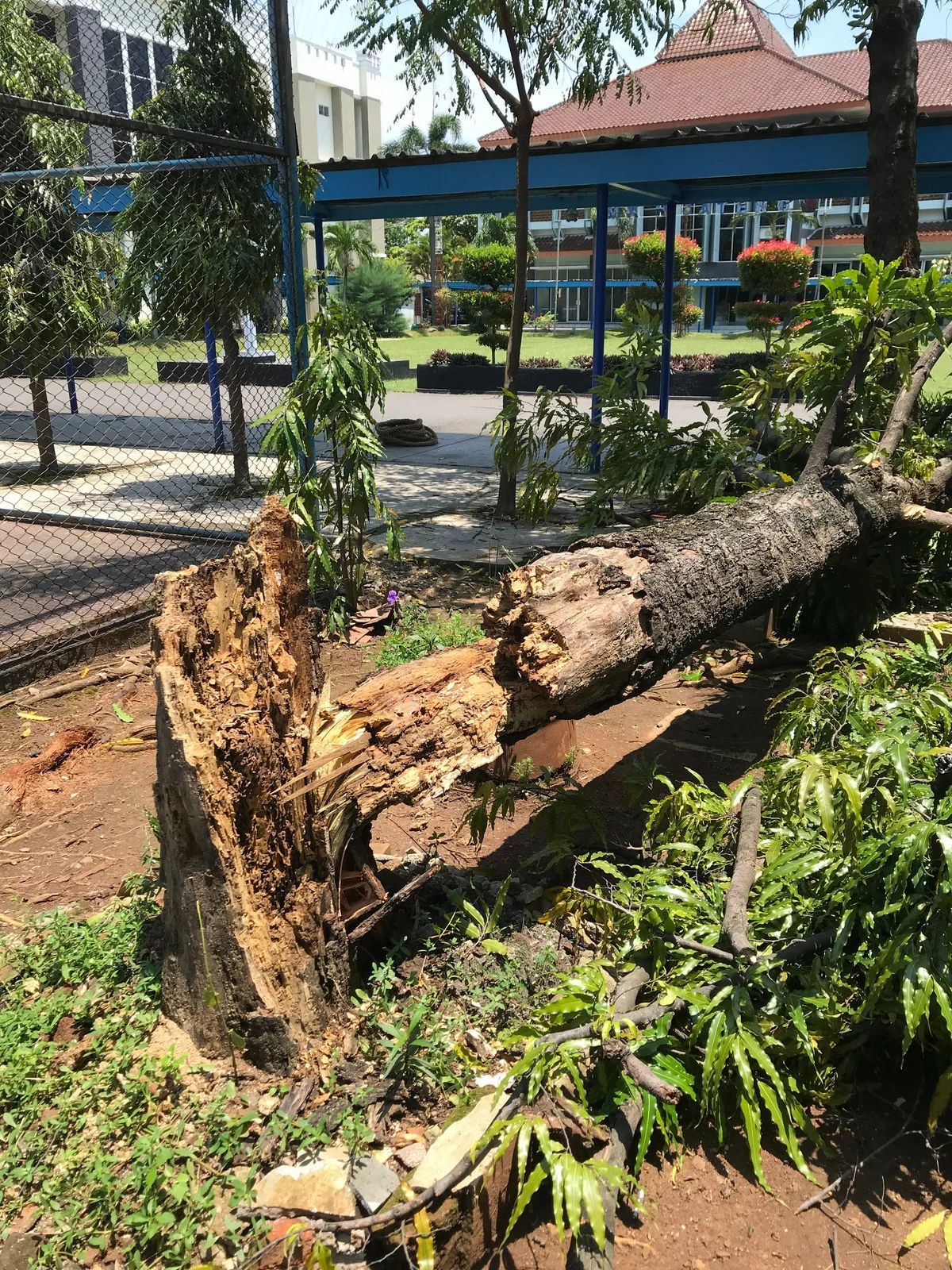 Broken fallen tree trunk beside a fence in a sunny park with green plants and a red-roofed shelter
