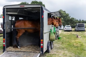 Horse trailer with a brown horse loading from the back on a grassy field, with other horses and vehicles nearby