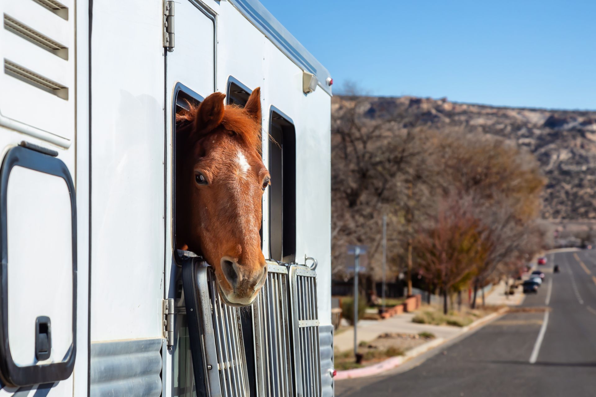Brown horse peeks out of a white trailer on a roadside