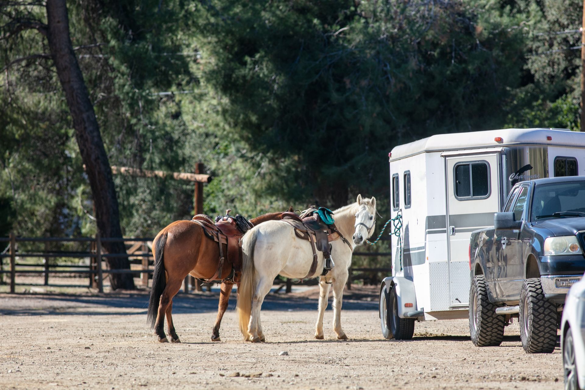 Two saddled horses standing beside a white trailer and truck on a dirt road in a wooded area