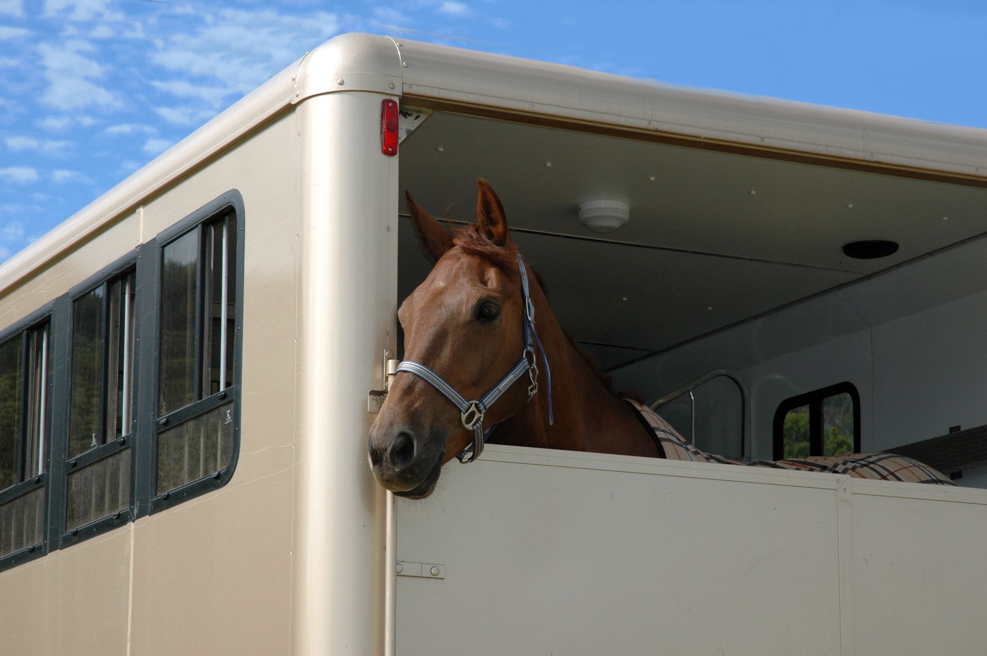 Brown horse looking out from the window of a beige horse trailer