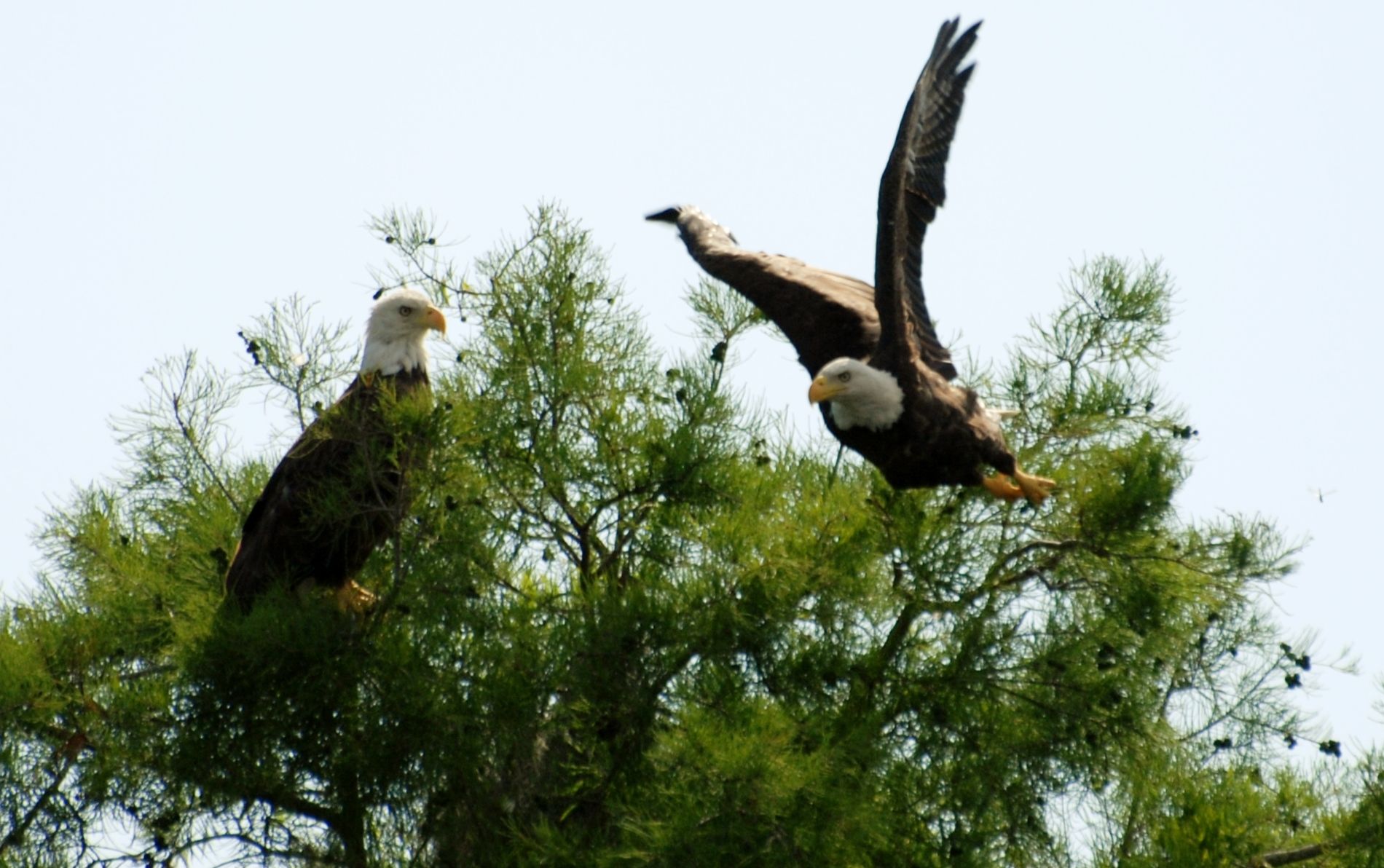 Two bald eagles are perched on top of a tree.