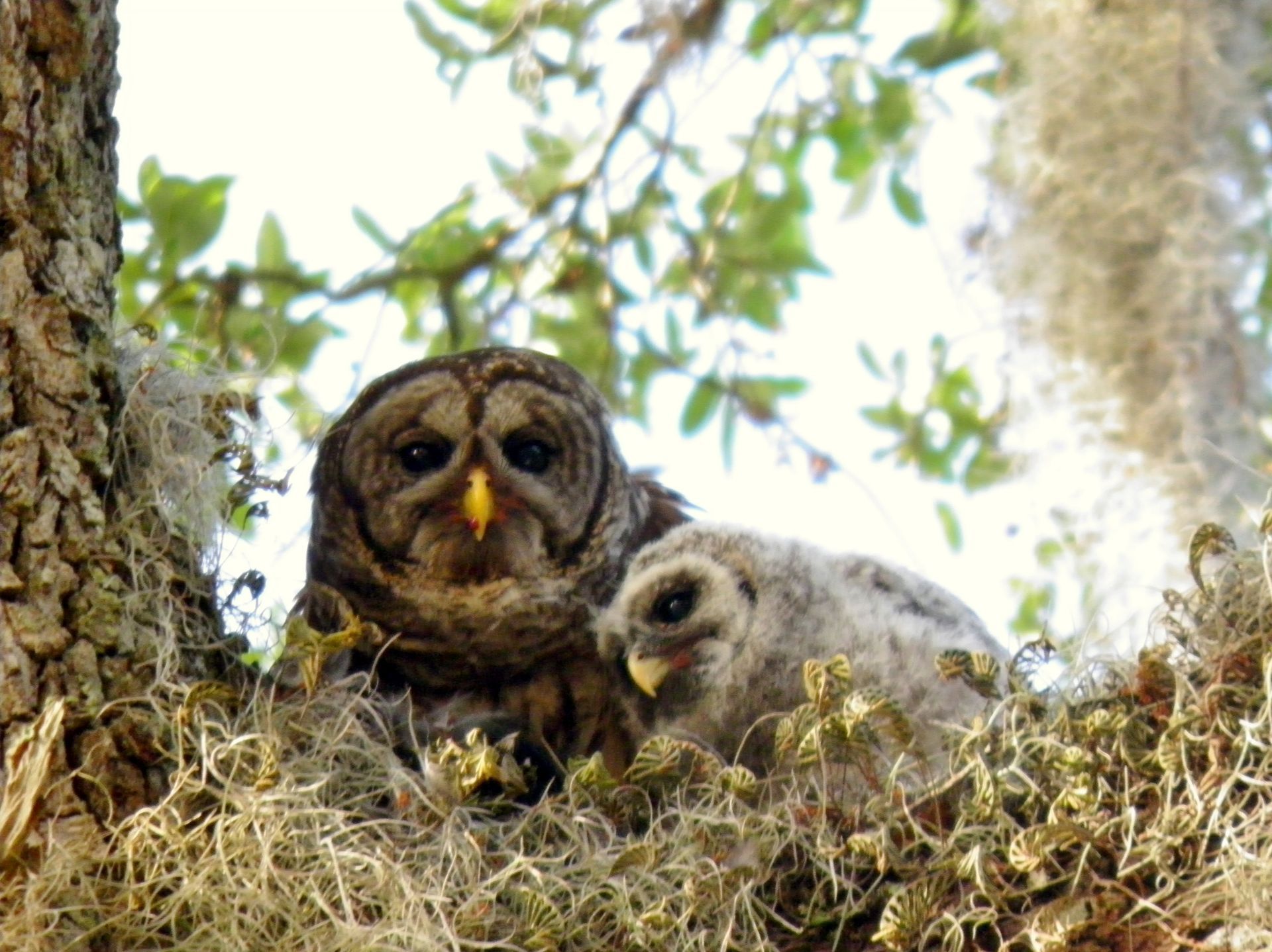 A couple of owls sitting on top of a tree.