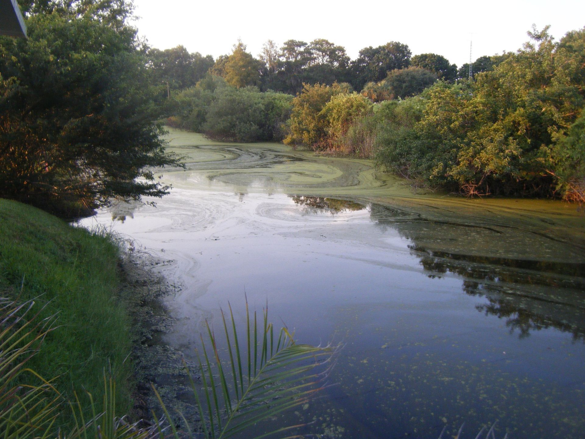 A body of water surrounded by trees and grass