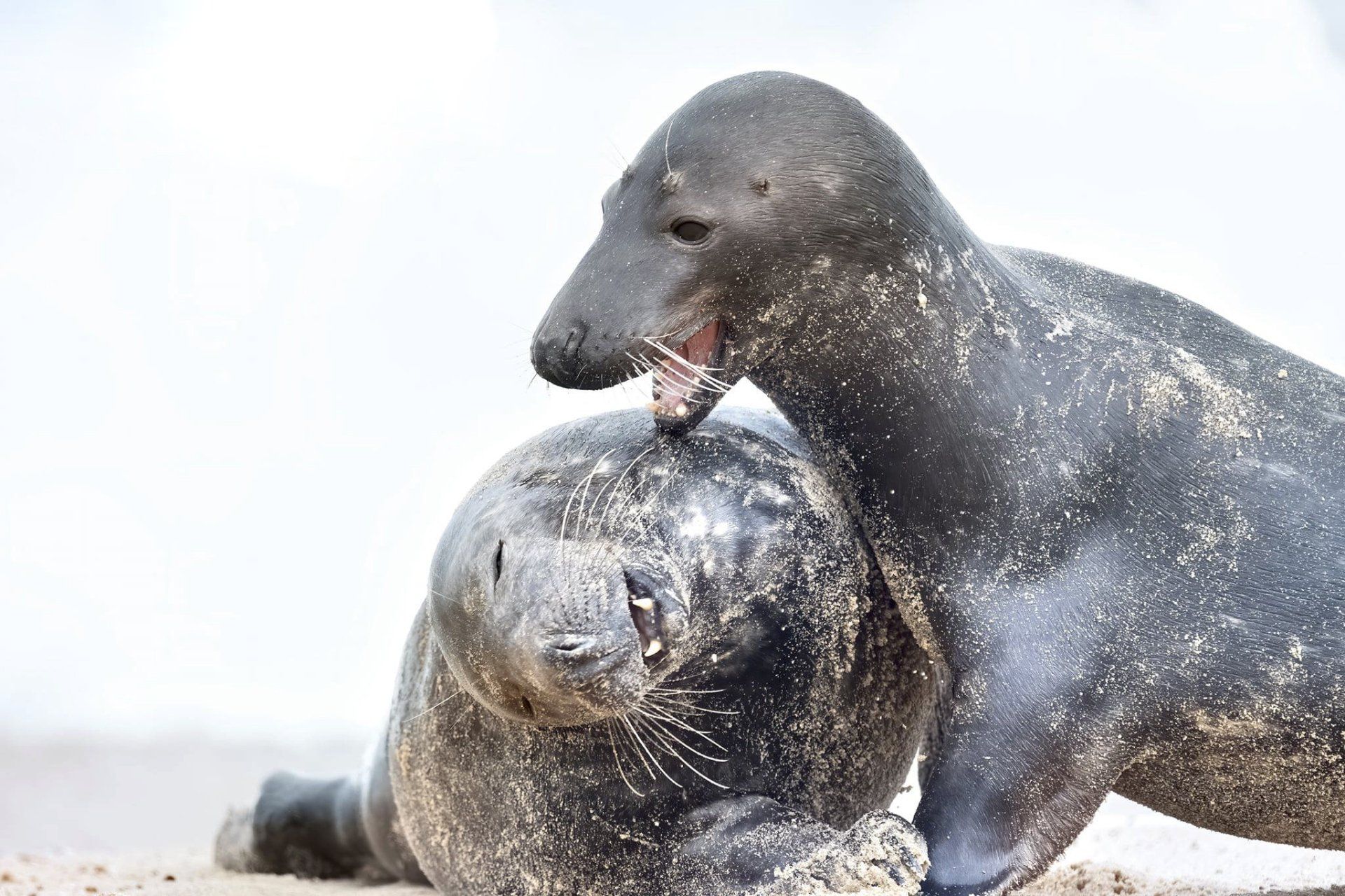 seal