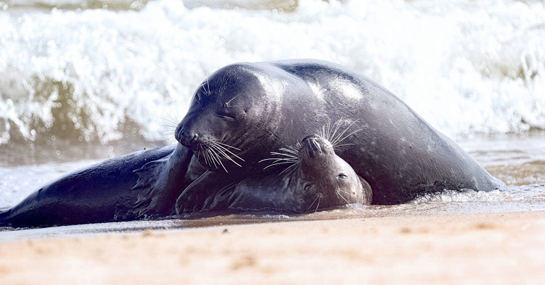 seal