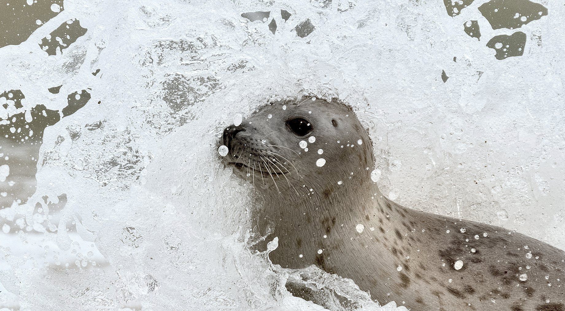 seal