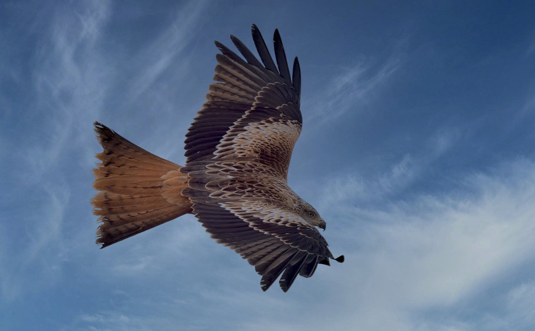 Red kite