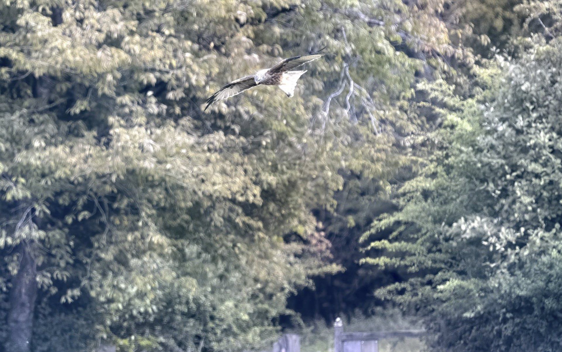 Red kite
