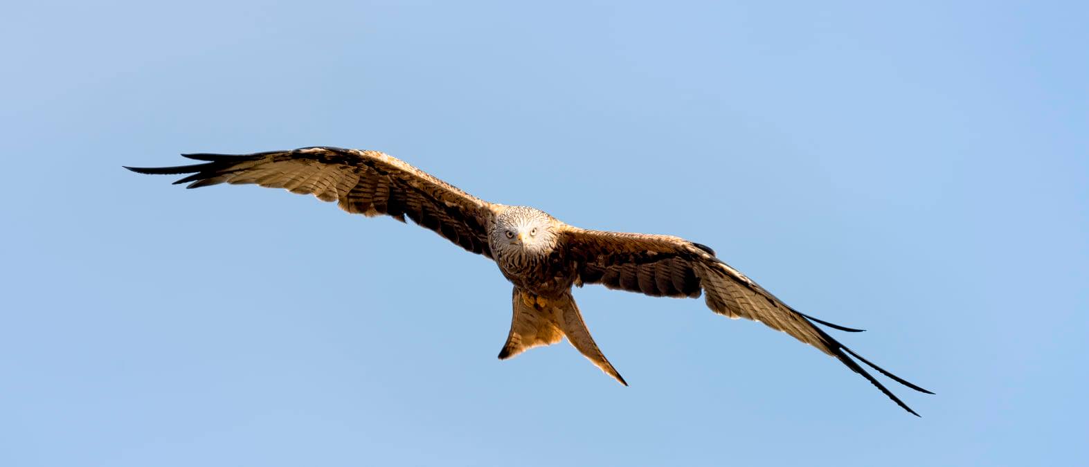 Red Kite